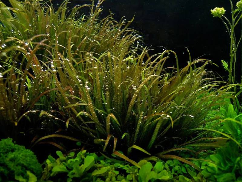 Blyxa japonica var. japonica