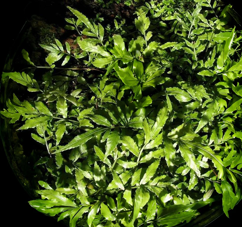 Bolbitis heteroclita "cuspidata"