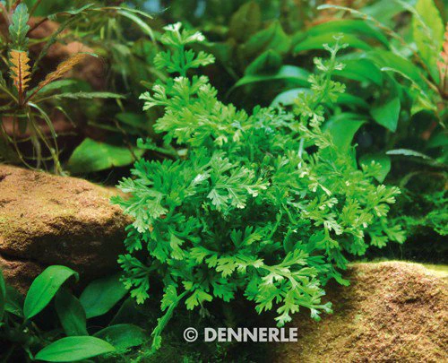 Bolbitis heteroclita "difformis"