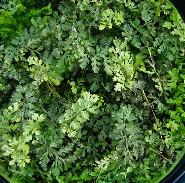 Bolbitis heteroclita "difformis"