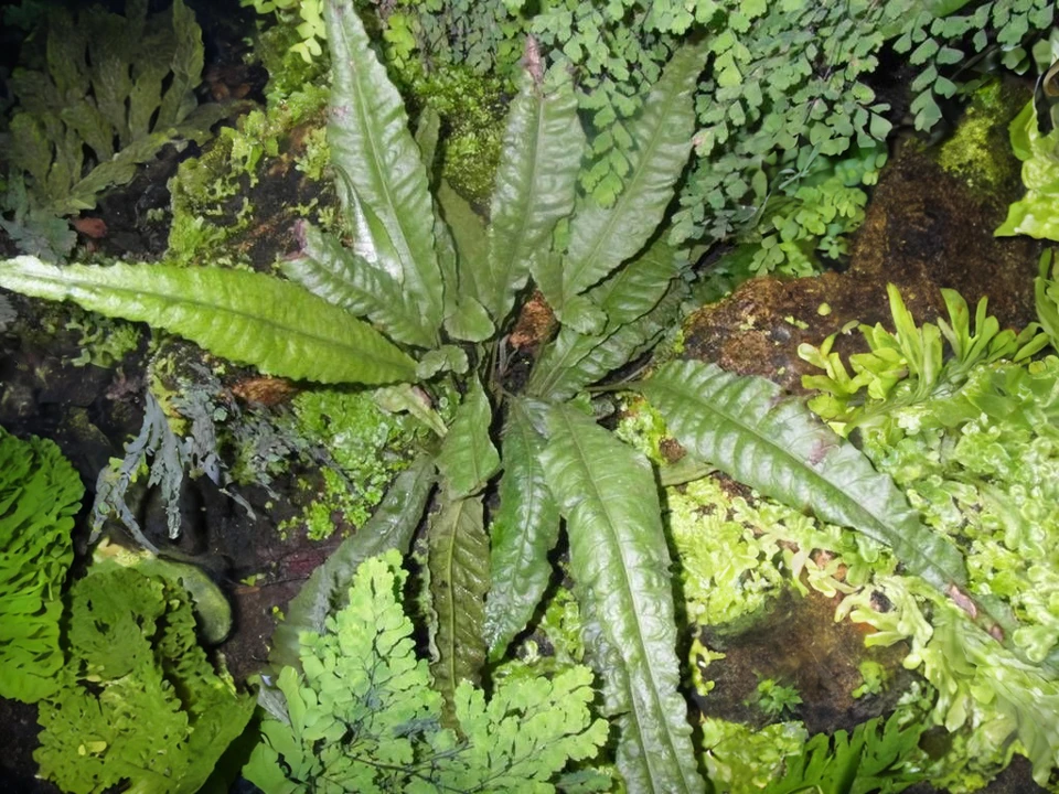 Bolbitis heteroclita