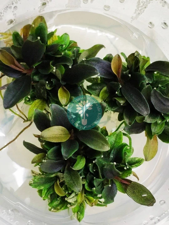 Bucephalandra pygmaea "Kapit"