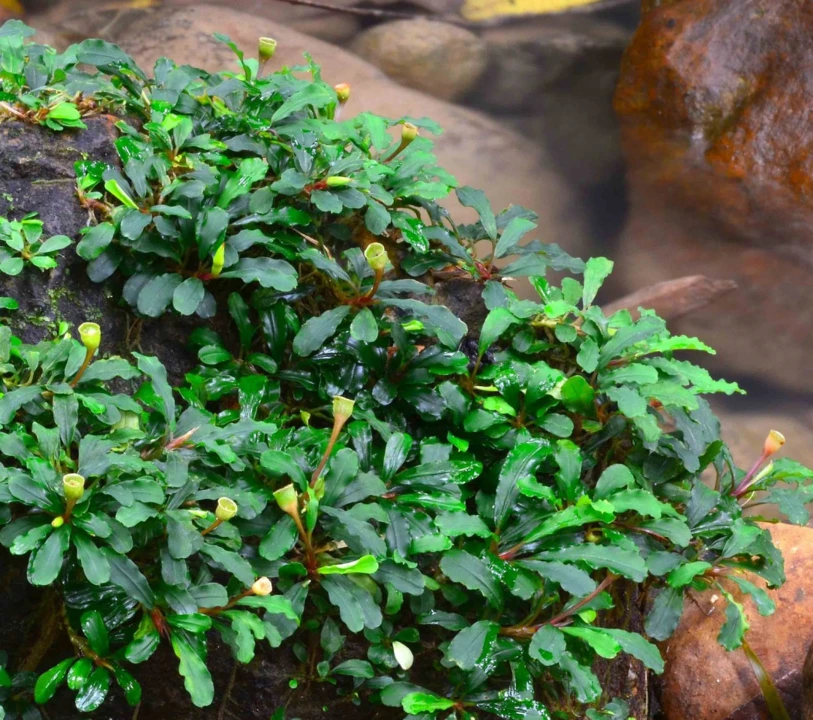 Bucephalandra sordidula