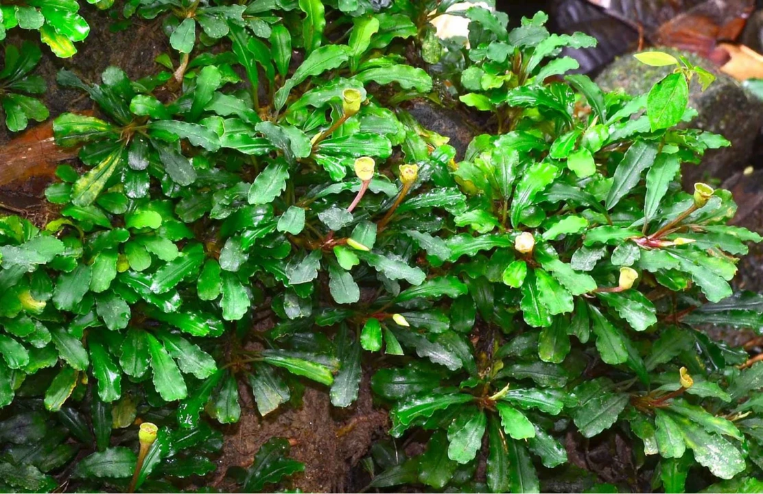 Bucephalandra sordidula