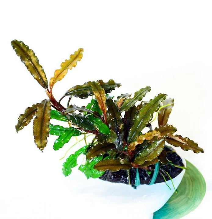 Bucephalandra sordidula