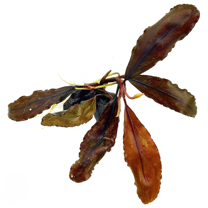 Bucephalandra sp. "Black Leaf"