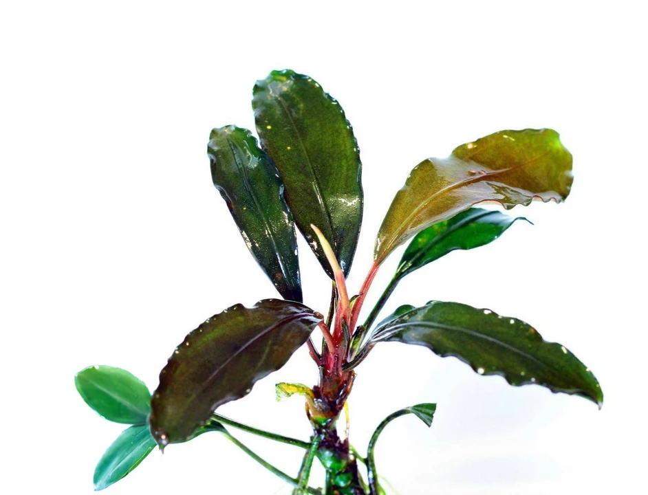 Bucephalandra sp. "Bodok"