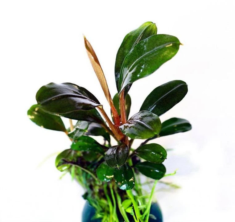 Bucephalandra sp. "Gunung Sumpit"