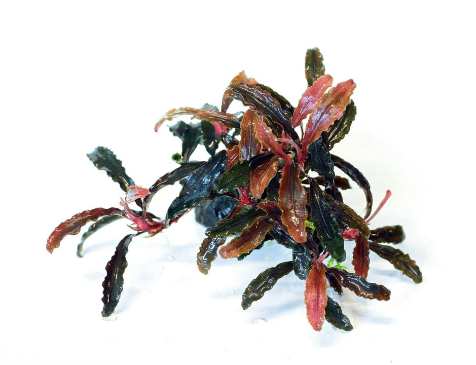 Bucephalandra sp. "Kedagang"