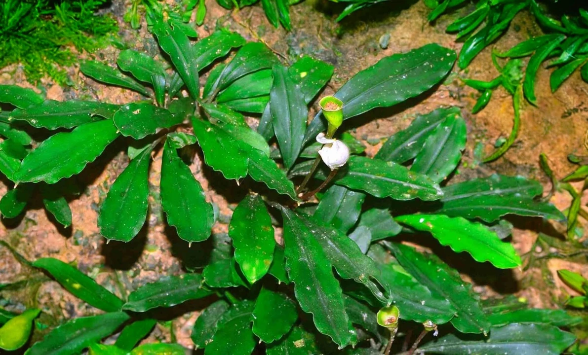 Bucephalandra sp. "Pancur Aji"