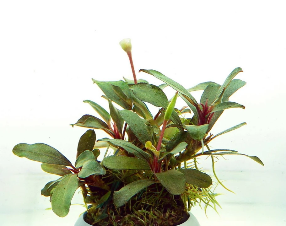 Bucephalandra sp. "Riam Macan"