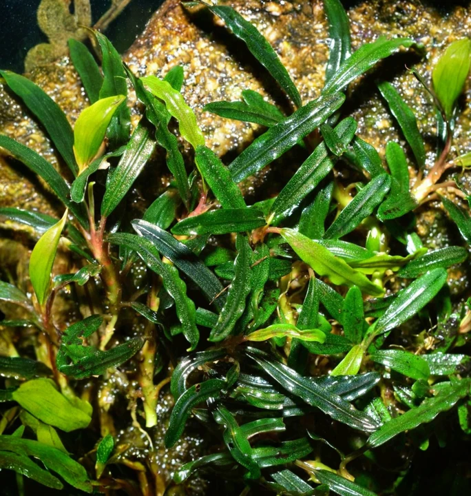 Bucephalandra sp. "Sekadau 1"