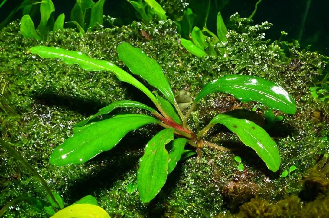 Bucephalandra sp. "Sekadau 2"