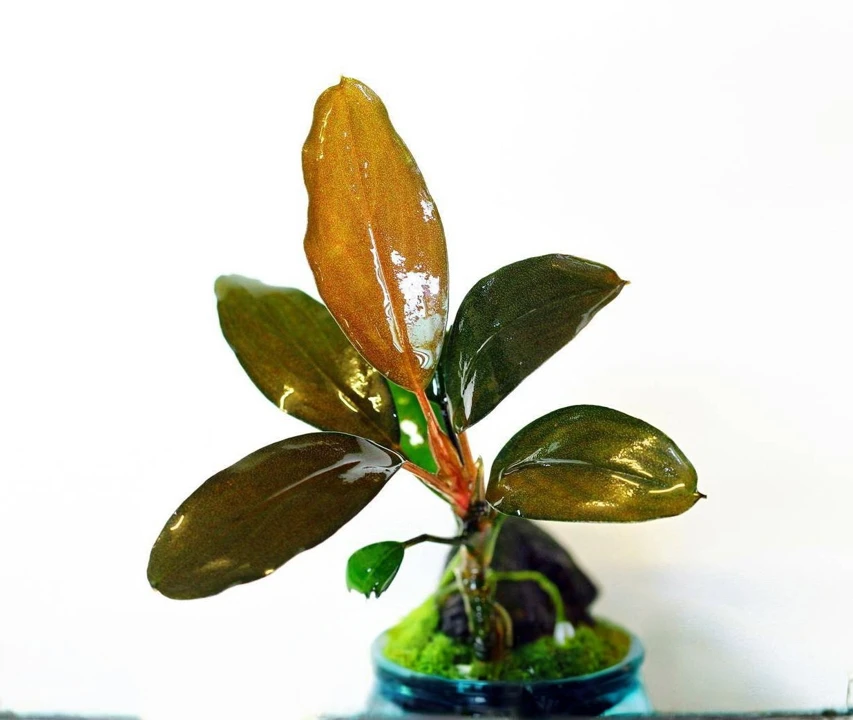 Bucephalandra sp. "Semuntai"