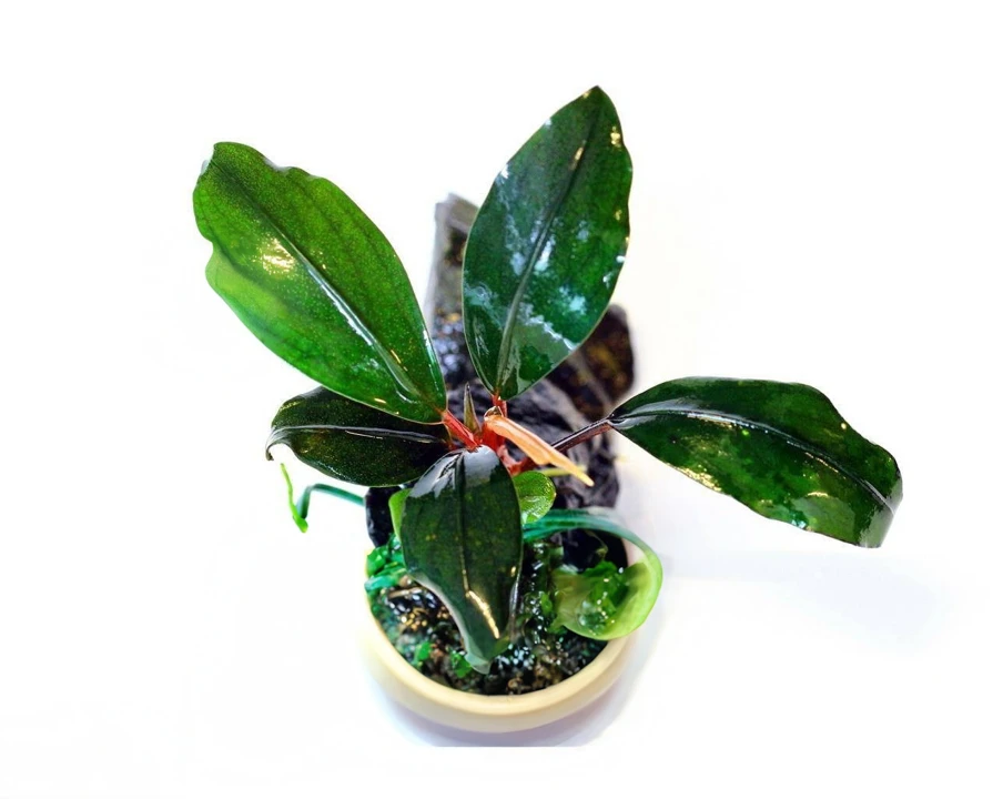 Bucephalandra sp. "Serian"