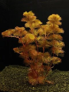 Cabomba caroliniana var. caroliniana