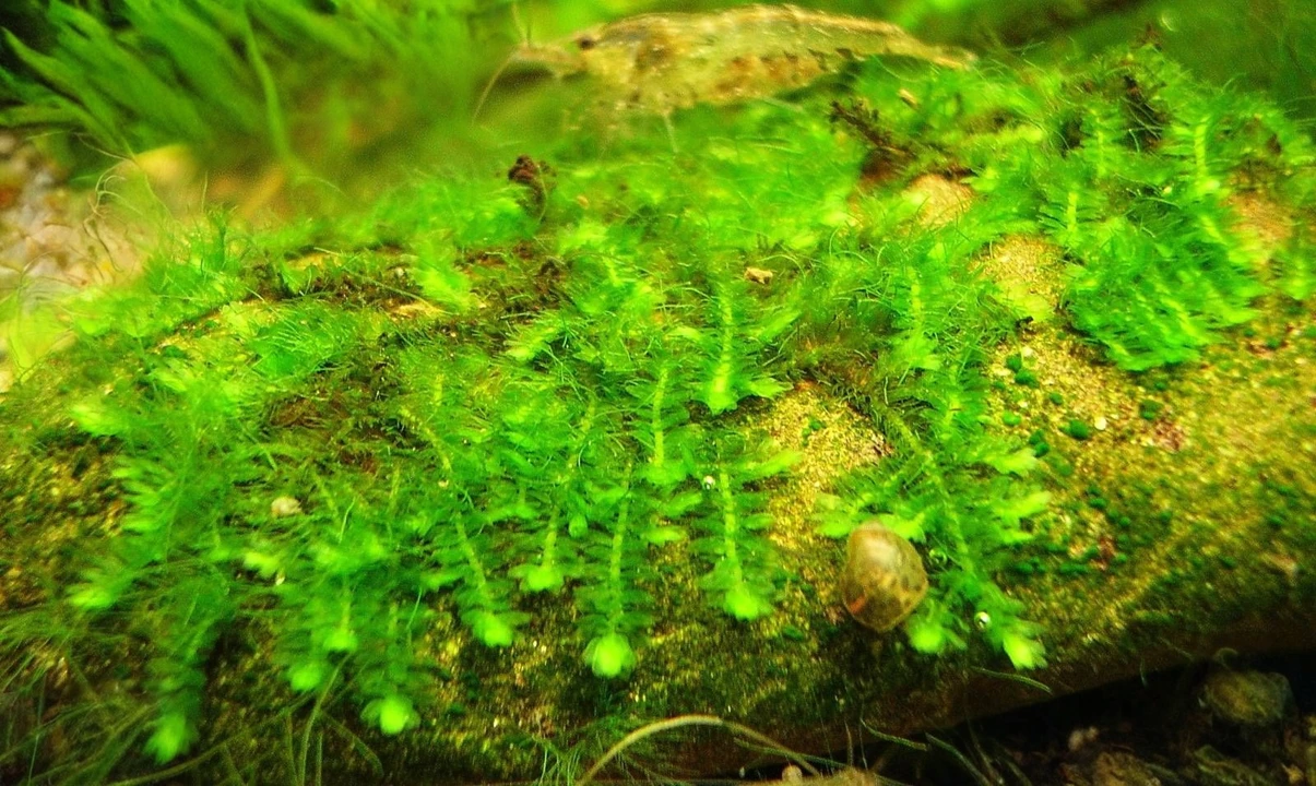 Callicostella prabaktiana