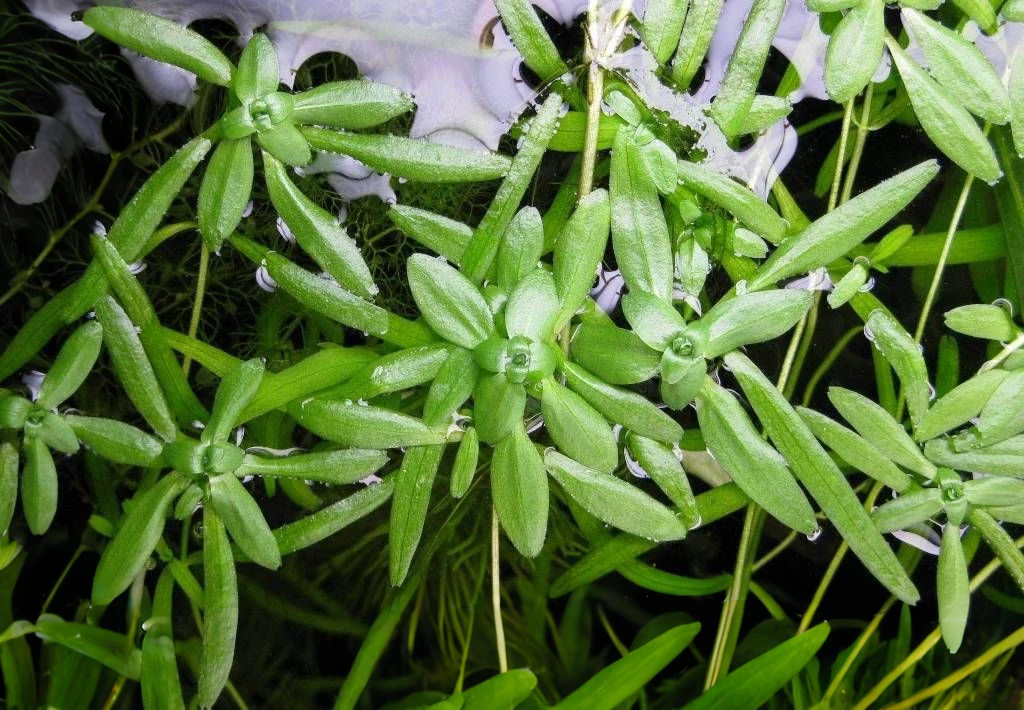 Callitriche palustris agg.