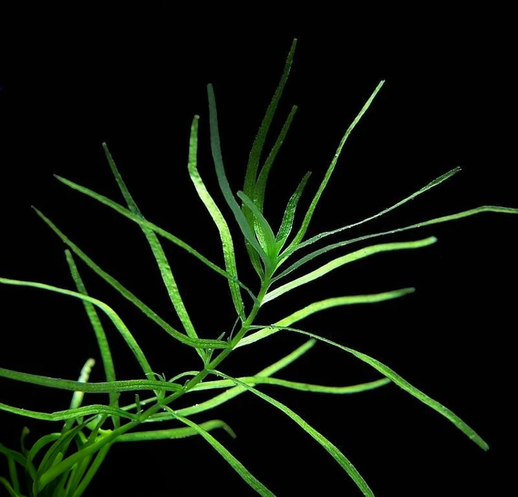 Callitriche terrestris