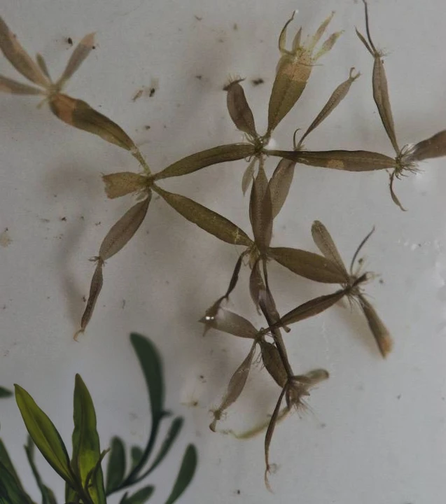 Caloglossa cf. beccarii