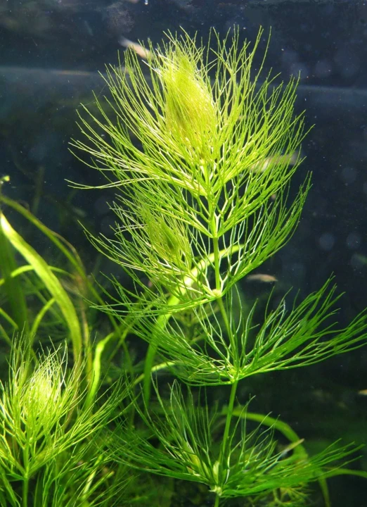 Ceratophyllum submersum