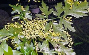 Ceratopteris cornuta