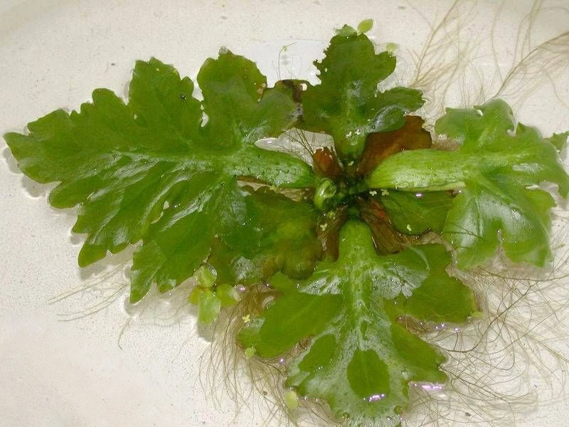 Ceratopteris pteridoides