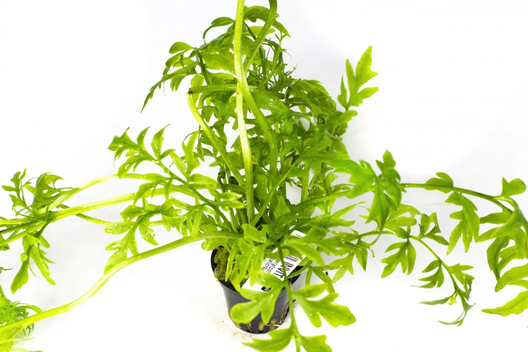 Ceratopteris thalictroides