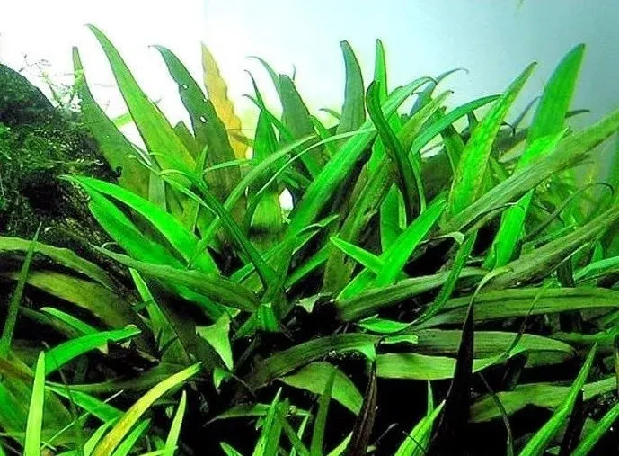 Cryptocoryne × willisii "lucens"