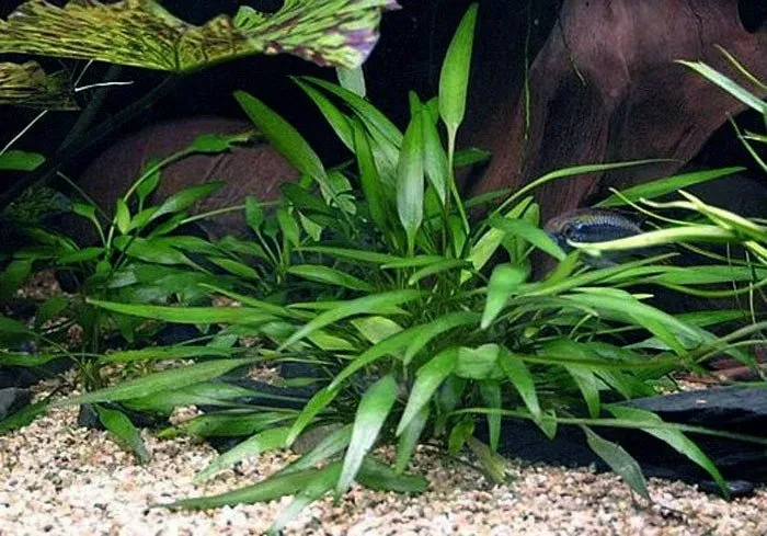 Cryptocoryne × willisii "nevillii"