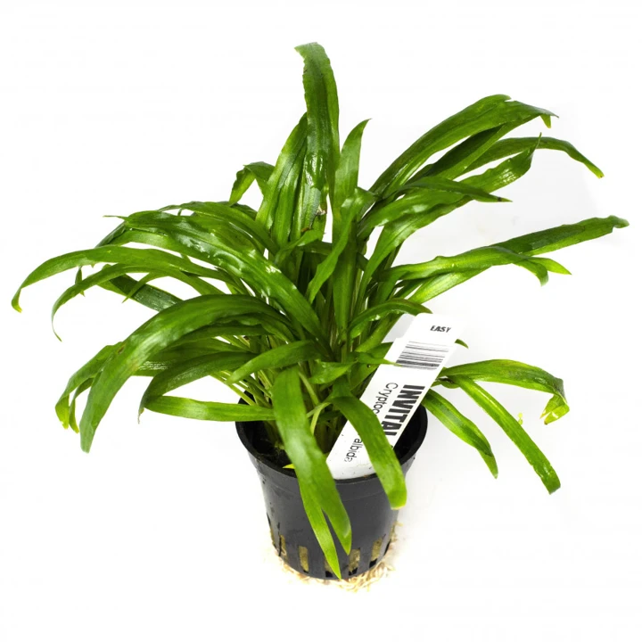 Cryptocoryne albida