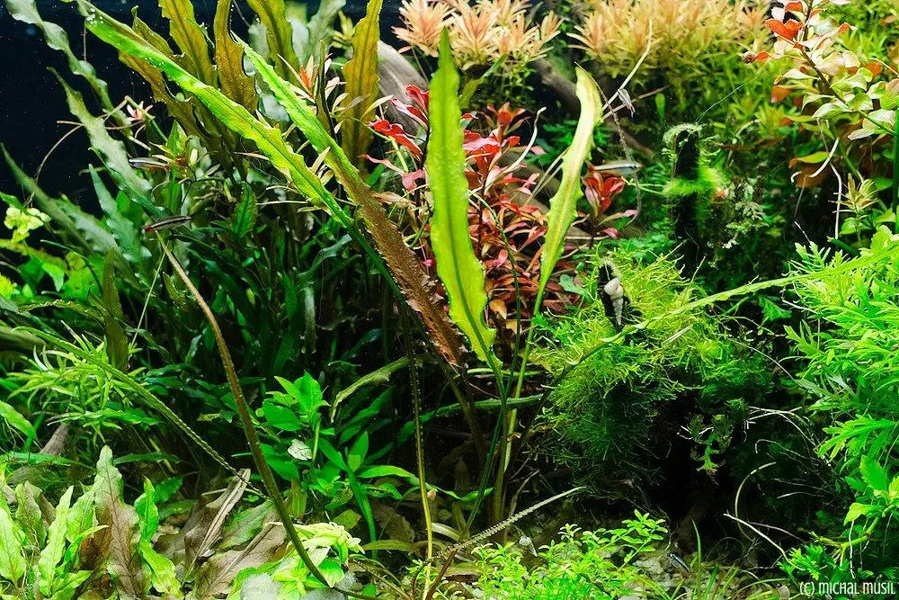 Cryptocoryne albida