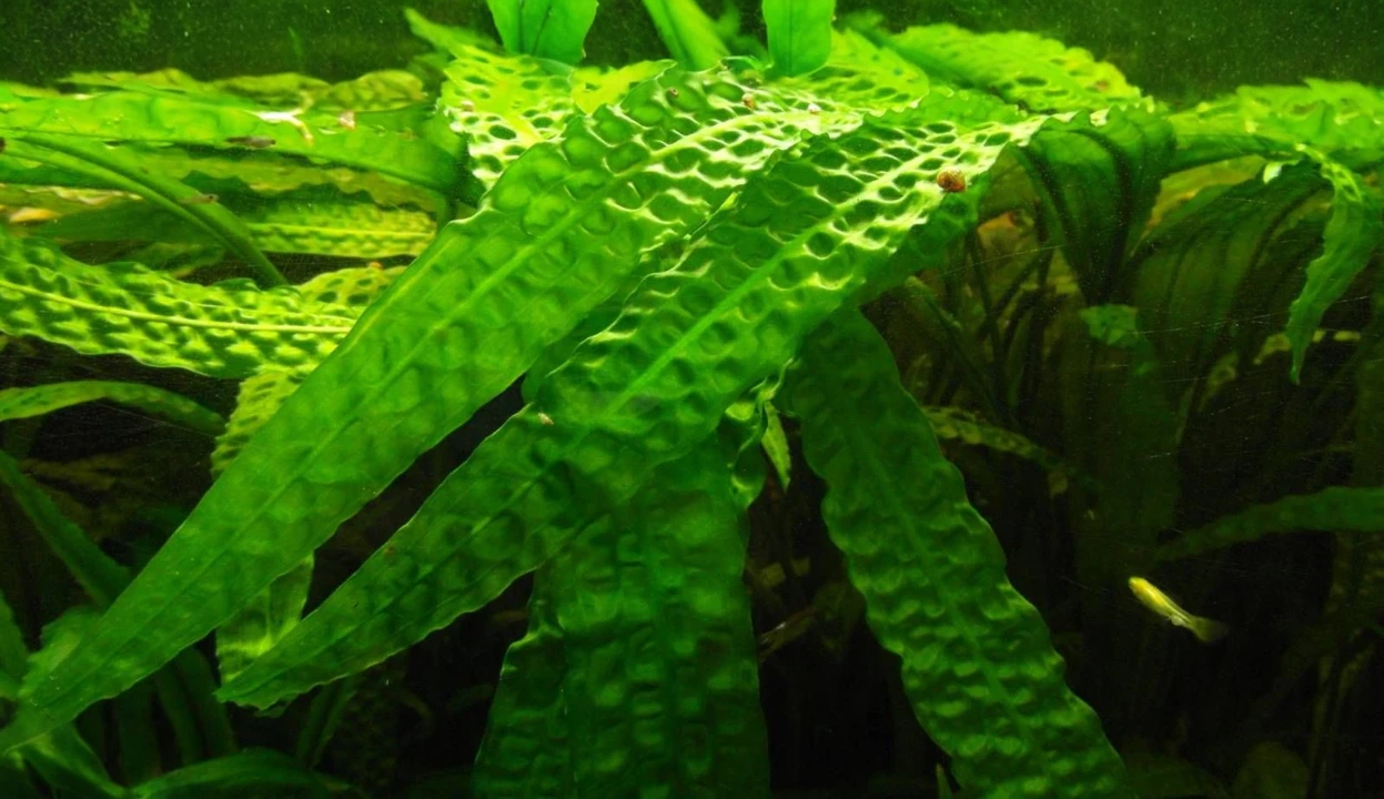 Cryptocoryne aponogetifolia