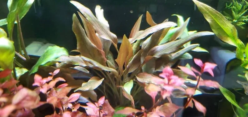 Cryptocoryne beckettii "Petchii Pink"