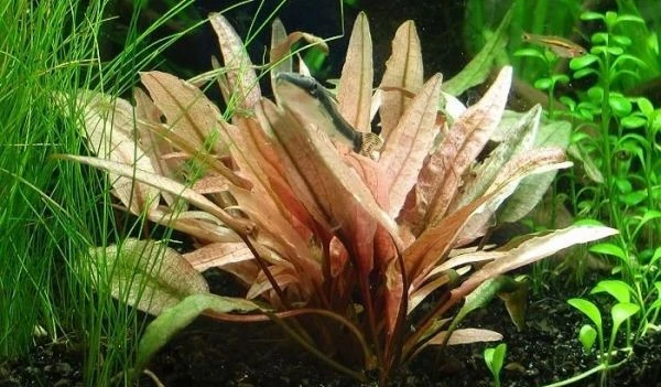 Cryptocoryne beckettii "Petchii Pink"