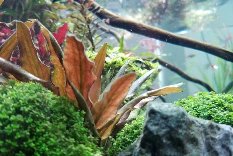 Cryptocoryne beckettii "Petchii Pink"