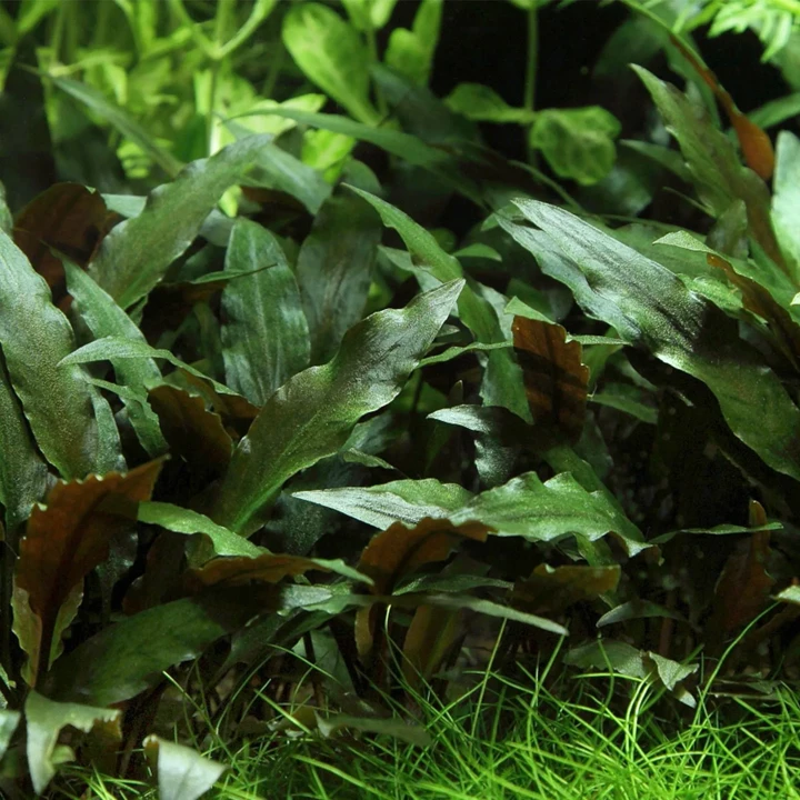 Cryptocoryne beckettii "Petchii"