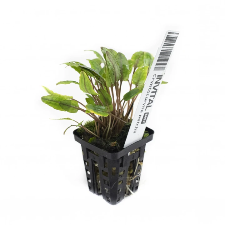 Cryptocoryne beckettii "Petchii"
