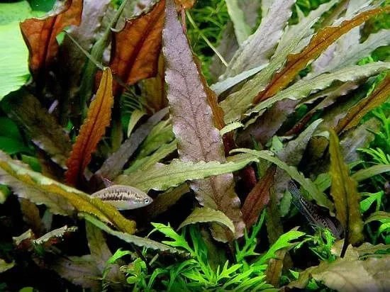 Cryptocoryne beckettii "Petchii"