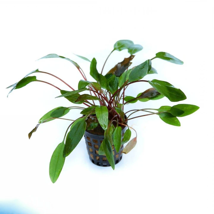 Cryptocoryne beckettii "Viridifolia"