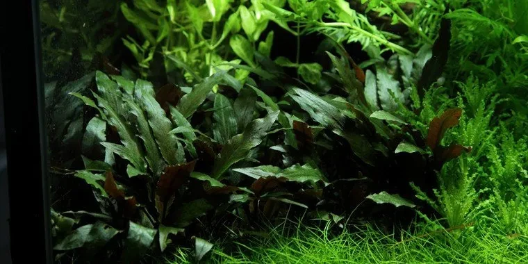Cryptocoryne beckettii