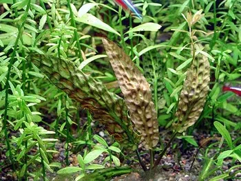Cryptocoryne bullosa