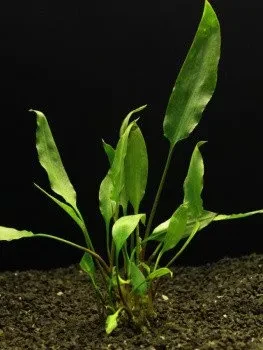 Cryptocoryne ciliata