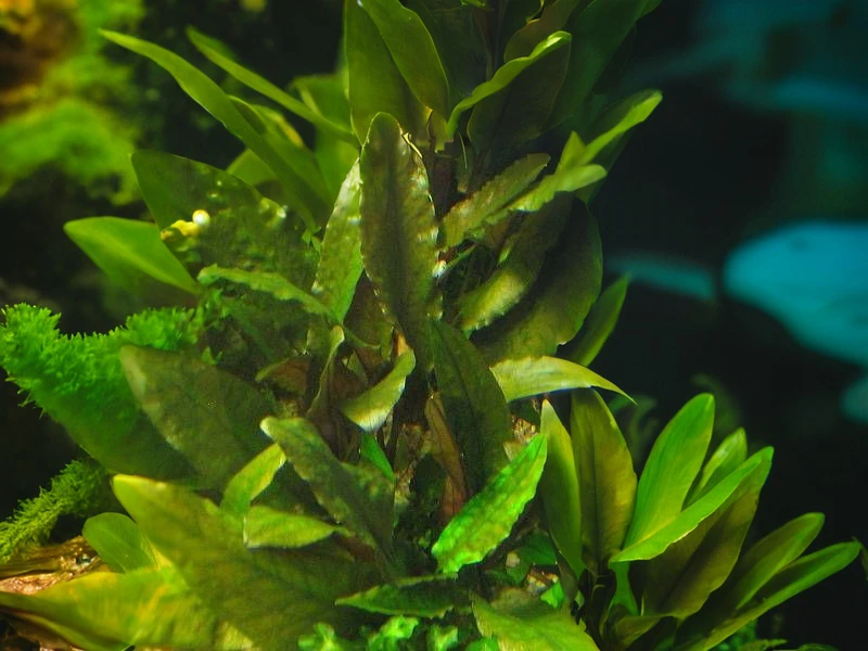 Cryptocoryne cordata var. siamensis