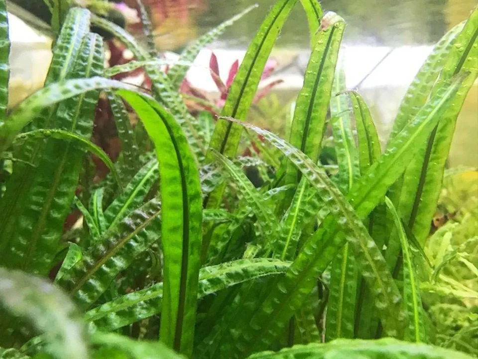 Cryptocoryne crispatula var. balansae