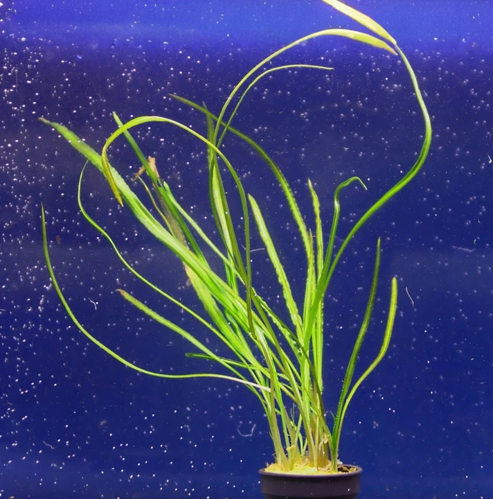 Cryptocoryne crispatula var. flaccidifolia