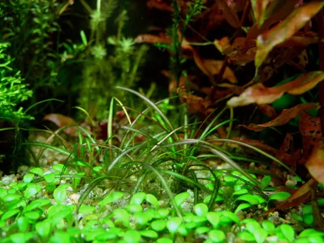 Cryptocoryne crispatula var. tonkinensis