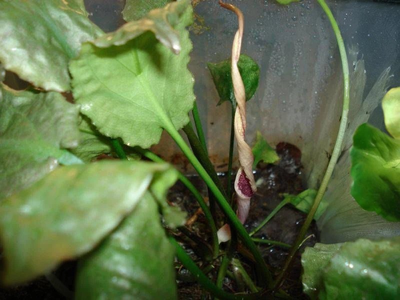 Cryptocoryne fusca