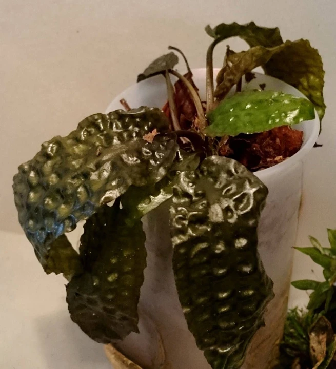 Cryptocoryne hudoroi