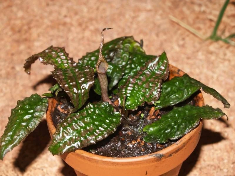Cryptocoryne keei